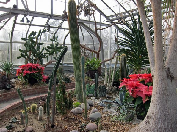 di_20100123-101101-centennialparkconservatory-cactus