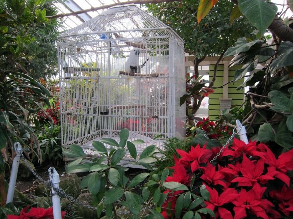 di_20100123-101853-centennialparkconservatory-cockatoo