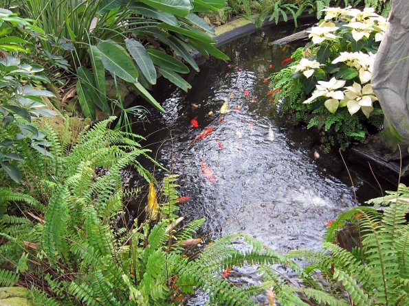 di_20100123-103727-centennialparkconservatory-goldfish