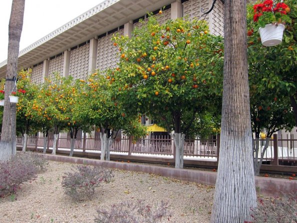 di_20100206-182822-asu-cadymall-orangetrees-memorialunion