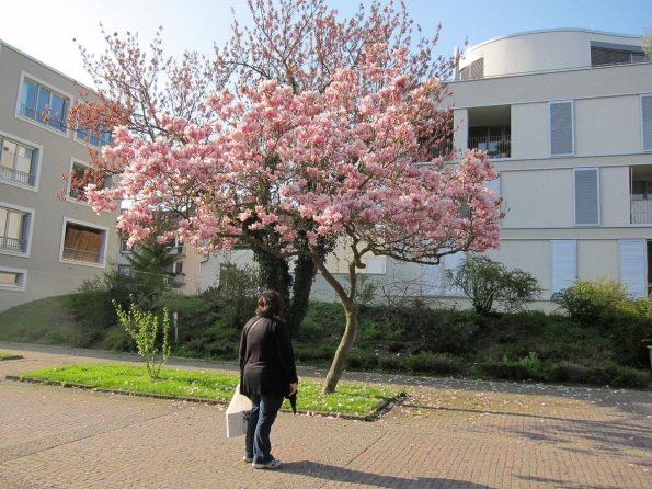 di_20100416-104208-darmstadt-blossoms