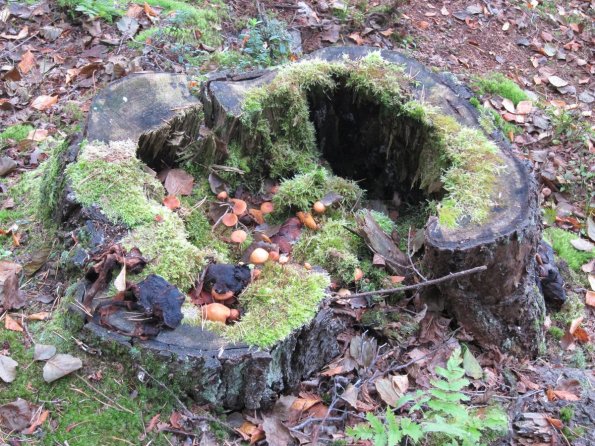 di_20101003-064651-hvittrask-mushroom-stump