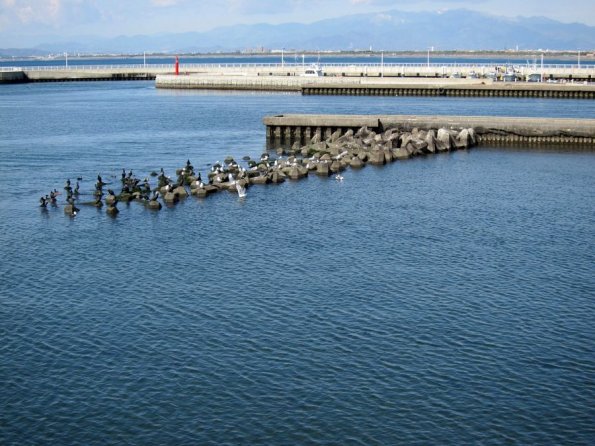 di_20110302-205319-benten-bashibridge-pier-birds