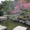 di_20110303-002758-hasedera-cherry-pond