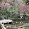 di_20110303-002852-hasedera-cherry-pier