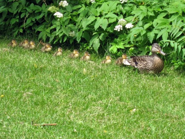 di_20120622_114753_mountroyalcemetery_ducks