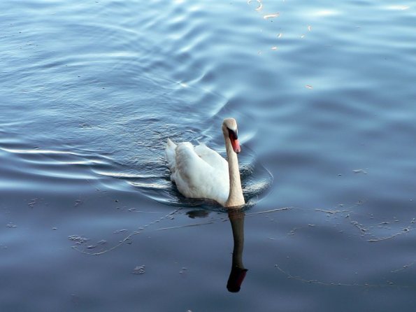 di_20120728_173157_eireannquay_swan