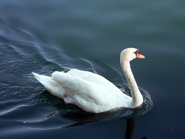 di_20120728_173203_eireannquay_swan