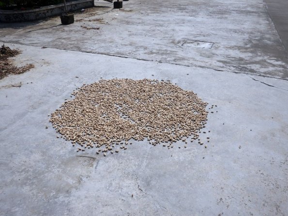 di_20130711_014914_lougang_plaza_drying_peanuts