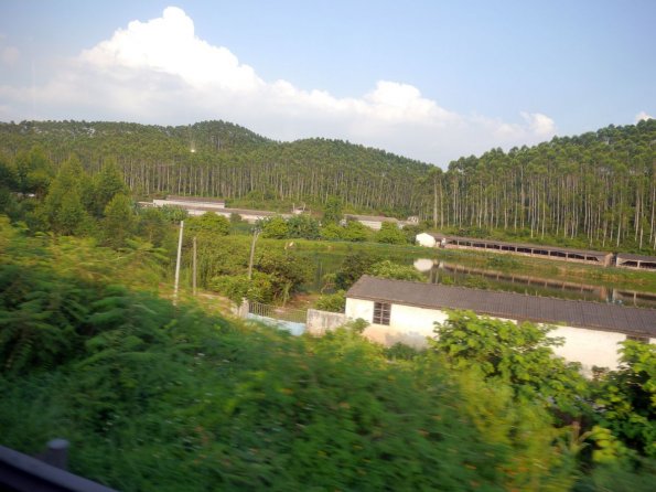 di_20130711_045442_kaiping_forest