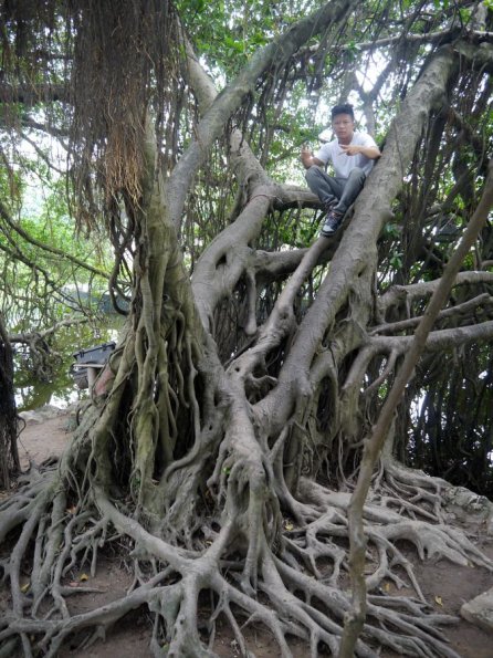 di_20130719_233450_hanoi_jadeisland_mangrove_tree_npi