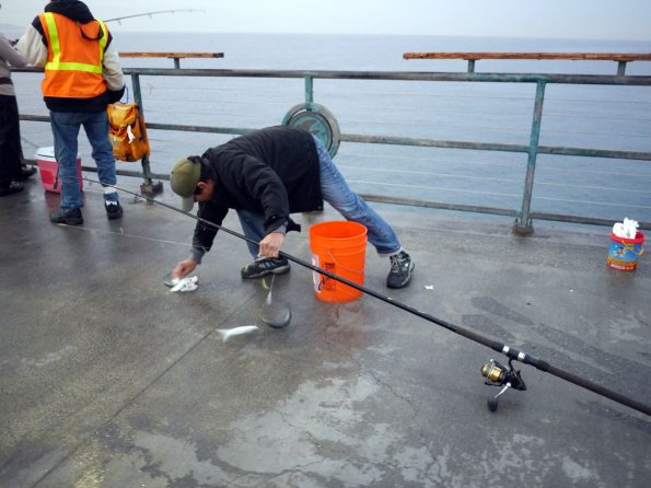 di_20140126_094252_redondobeachpier_sw_pier_multi_mackerel