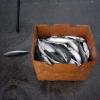 di_20140126_094448_redondobeachpier_sw_pier_mackerel_in_carton