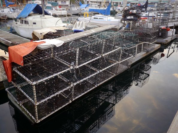 di_20140126_095830_redondobeach_marinabasin3_cages