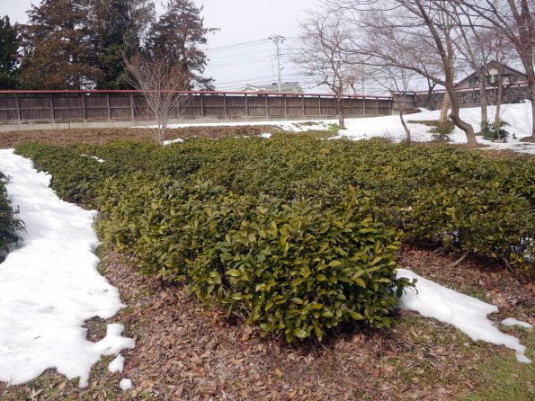 di_20140219_210216_eishinhigashino_tea_bushes