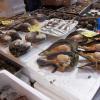 di_20140220_190252_tsukijimarket_scallops_in_shells