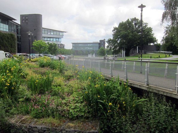 20140602_032107_warwicku_east_campus_flowerbeds