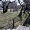 di_20150301_223601_osakaprefectureu_nakamozu_trees_bikes