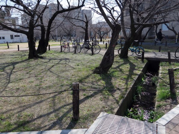 di_20150301_223601_osakaprefectureu_nakamozu_trees_bikes