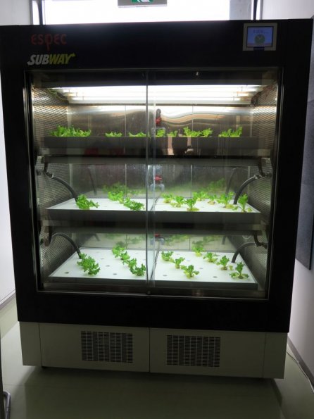 di_20150301_225727_osakaprefectureu_nakamozu_randdcenterfortheplant_factory_sprouts