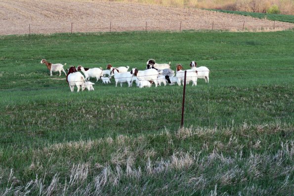 di_20150420_190237_wayland_goats