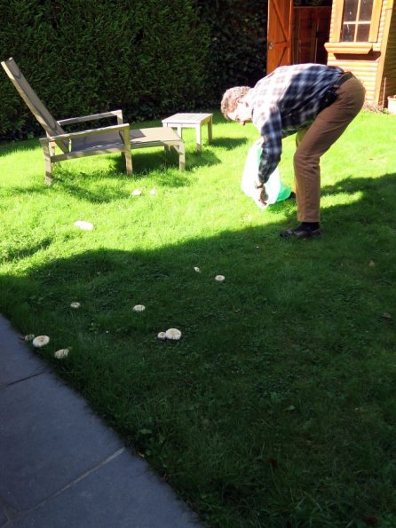 di_20150925_042837_woluwestpierre_backyard_mushrooms_po