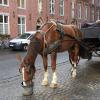 di_20150928_034700_bruges_wijngaardstraat_carriage_horse_feeding