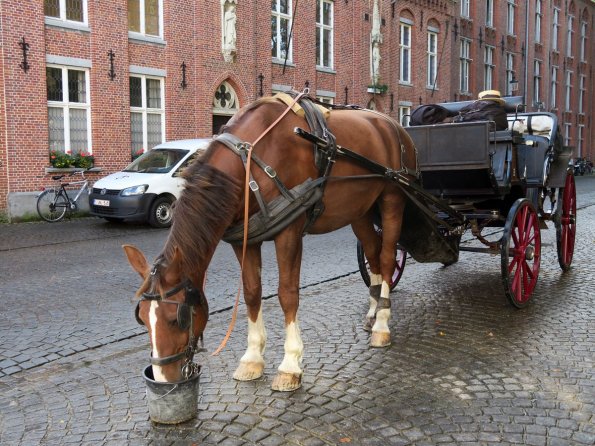 di_20150928_034700_bruges_wijngaardstraat_carriage_horse_feeding