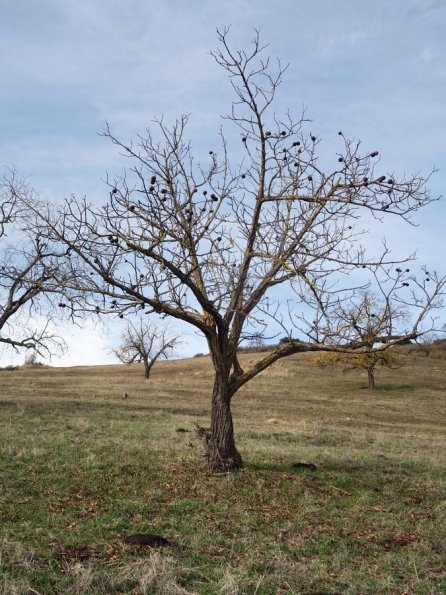 di_20151209_140914_santateresacountypark_tree