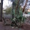 di_20160224_195654_unlv_xericgarden_cactus