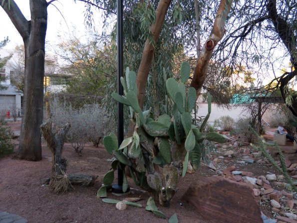 di_20160224_195654_unlv_xericgarden_cactus