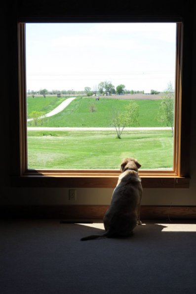 di_20160505_140804_salinaiowa_window_dog