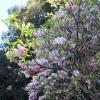 di_20170312_180202_tritonmuseumofart_sculpturegarden_tree_bloom