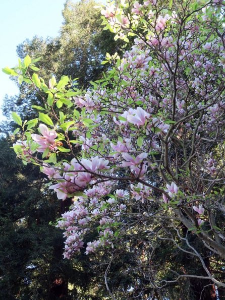 di_20170312_180202_tritonmuseumofart_sculpturegarden_tree_bloom