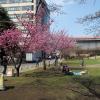 di_20170327_233336_ookayama_titech_cherry_trees