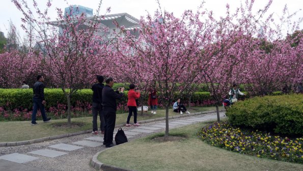 di_20170404_010953_shanghai_peoplessquare_cherry_blossoms