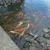 di_20170504-133317-deerehq-pond-carp