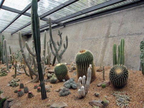 di_20090713-220108-mount-coot-tha-gardens-cacti.jpg