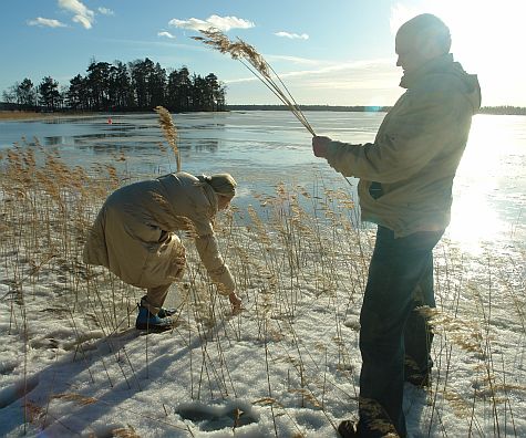 Collecting rushes at the Espoo shore