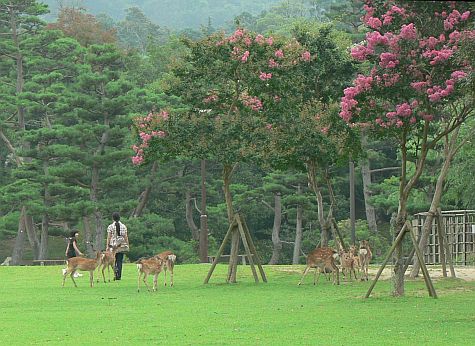 20070725_Nara_Park_deer_distance.jpg