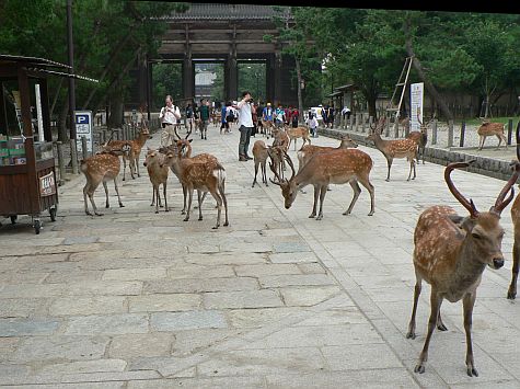 20070725_Toda-Ji_walk_deer_gate.jpg