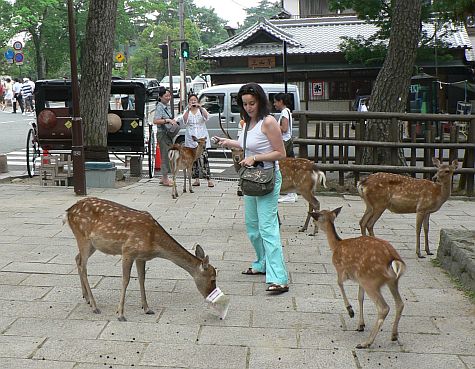 20070725_Toda-Ji_walk_deer_tourist.jpg