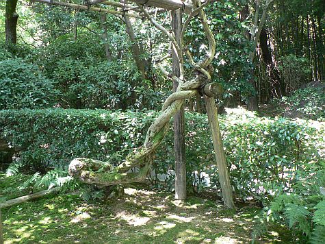 20070726_Ryoan-ji_tree_support.jpg